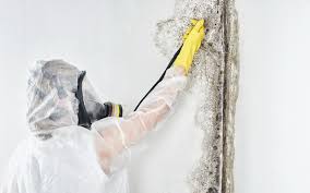 Best Basement Mold Removal  in Clintonville, WI